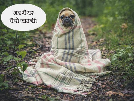 આ બિચારી મુન્નીની જેમ ખોવાઇ ગઇ છે. આ બિચારી મુન્નીની જેમ ખોવાઇ ગઇ છે.