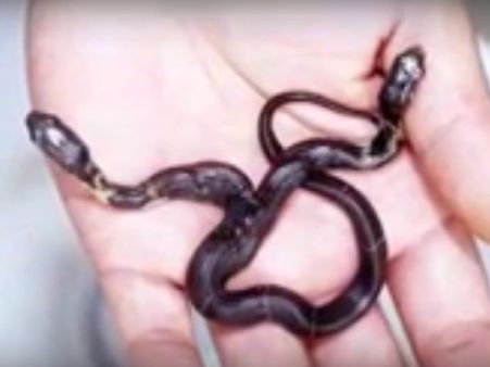 સર્પ પાલન કેન્દ્રમાં બે મોઢાળા સાપ