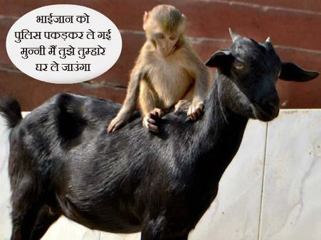 અહીં ભાઇજાન નથી તો શું થયું અહીં ભાઇજાન નથી તો શું થયું