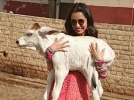 પ્રાણી પ્રેમી