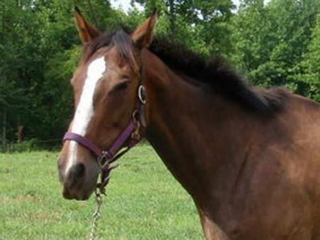 ઉંદર-ઘોડો 