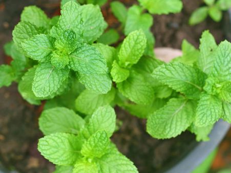 સ્વાસ્થ્યવર્ધક 