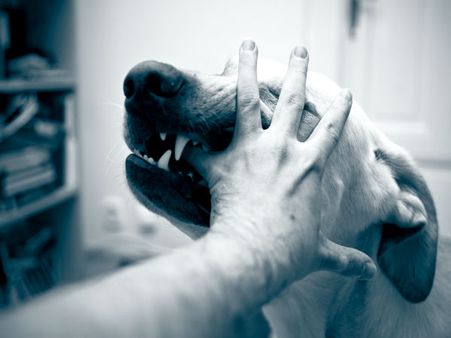 જાણો: શ્વાન કરડે તો શું કરશો ઇલાજ?