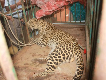 VIDEO: સ્ટીલના માટલામાં દીપડાનું માથું ફસાયું, કોણ કાઢે મુસીબતમાંથી?