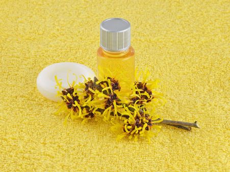 વીચ હેજલ વીચ હેજલ