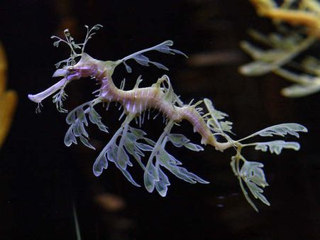 સી ડ્રેગન