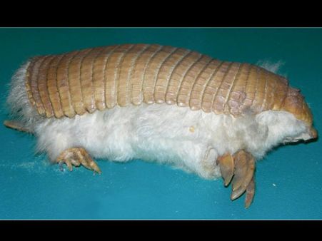 પીંક ફેરી અરમાડિલો