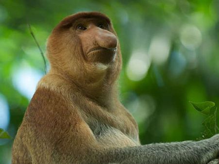 પ્રોબોસિસ મંકી
