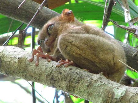 ટ્રેસિયર