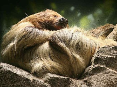 વિશ્વ પશુ દિવસ પર 20 આશ્ચર્યજનક તસવીરો