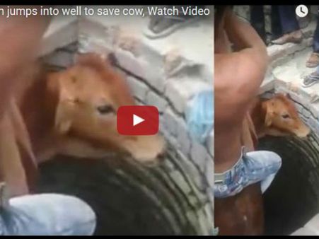 વીડિયો: એક મુસ્લિમ યુવકે કૂવામાં ડૂબી રહેલી ગાયને બચાવી