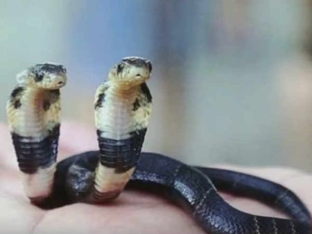 સાપનું ડસવું