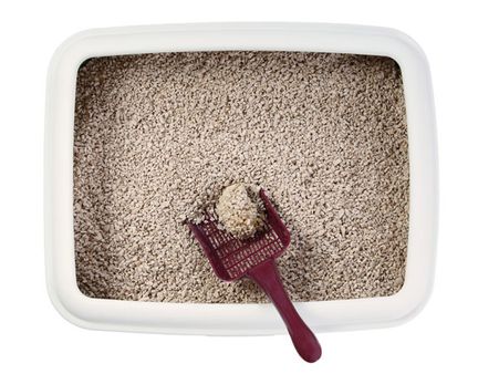 તમારી બિલાડી તમારી મદદ કરી શકે છે