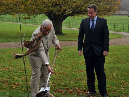 ઓકનો છોડ વાવ્યો