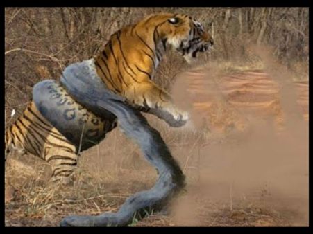 Video: જુઓ ટાઇગર અને વિશાળ એનાકોન્ડાનું અદભૂત યુદ્ધ
