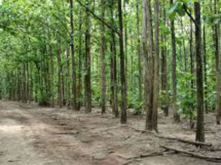 આ ઝાડ લે છે માણસોના પ્રાણ!