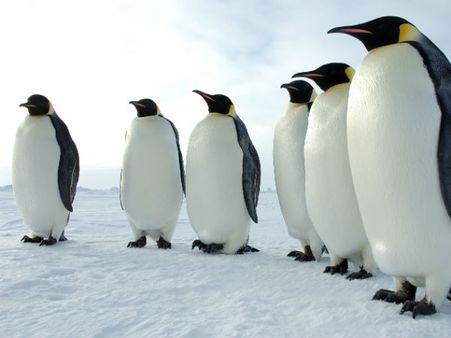 ઓસ્ટ્રેલિયા 