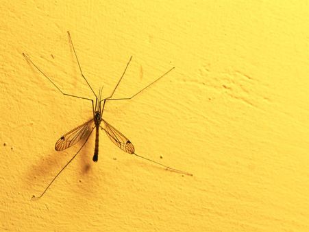 કેવી રીતે ફેલાય છે 