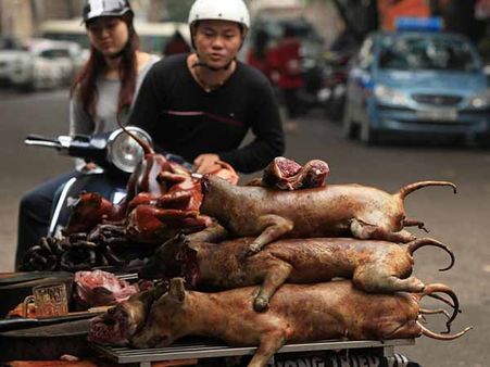 કૂતરાઓને ખાવા 