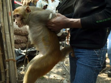 4 વાંદરાની ફોઝ 