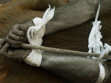 વાંદરા પકડવાની ટીમ 