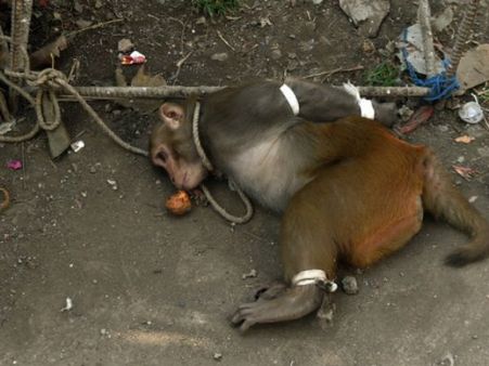 પીંજરામાં