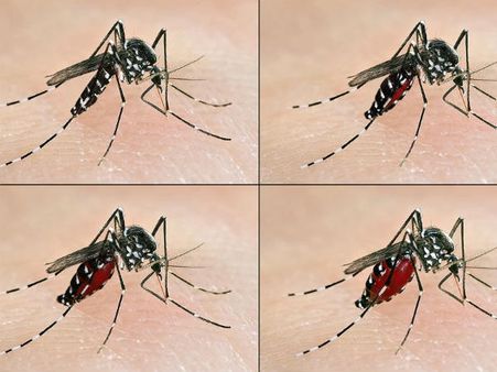 ગર્ભવતી મહિલાઓ