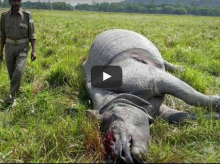 કાજીરંગા નેશનલ પાર્કમાં વધુ એક ગેંડાનો શિકાર થયો