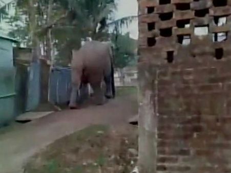 સિલીગુડ્ડીમાં હાથીનો તાંડવ, 100 ઘરોમાં કરી તોડફોડ