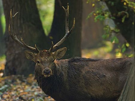 રાજ્યના રાજકીય પશુ