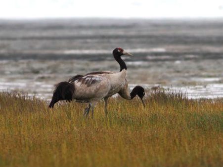 રાજકીય પક્ષી 