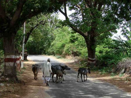 ગામડામાં વિજળી માટે 