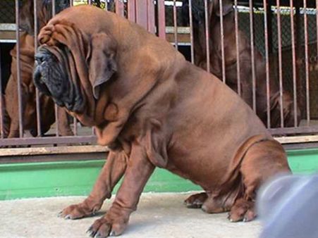 એક કરોડની કિંમતનું ગલુડિયું આવશે બેંગ્લોર 