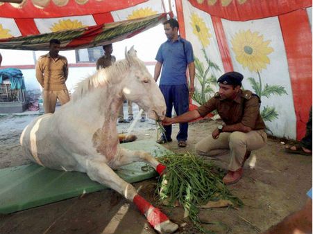 બીજેપી પ્રદર્શનમાં ઇજાગ્રસ્ત થયેલા ધોડા શક્તિમાનની થઇ મોત 