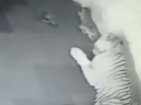 સુરતના સરથાણા નેચર પાર્કમાં વાધણે આપ્યો 4 બચ્ચાંને જન્મ