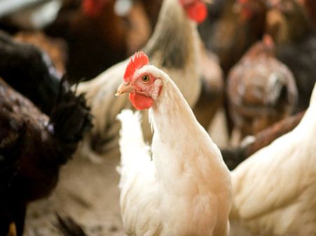 તેમને ખવડાવવામાં આવે છે એન્ટીબાયોટીક 