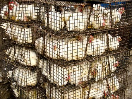 ગ્રોથ હોર્મોનનો ઉપયોગ કરવામાં આવે છે 