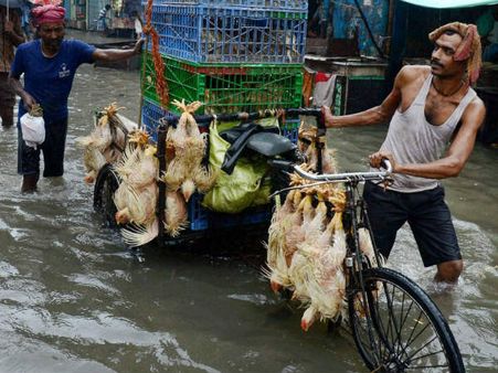 મરધીઓમાં જીવાણું 