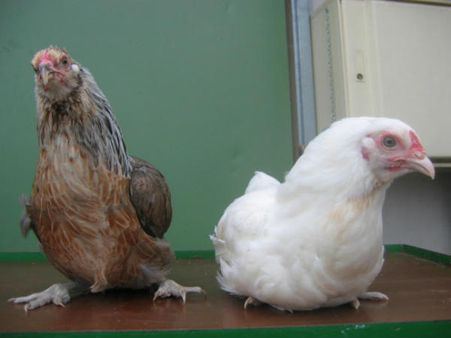 ચિકનમાં જાનલેવા આર્સેનિક 