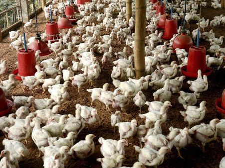 લગભગ 7 લાખ મરધીઓના બચ્ચાઓને મારી નાખવામાં આવે છે 