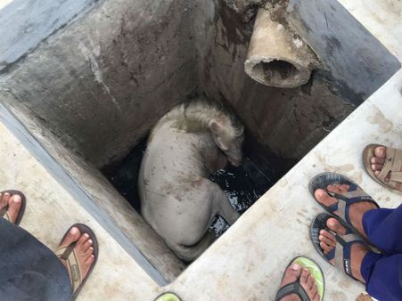 વાપીની 10 ફૂટ ઊંડી ગટરમાં પડ્યો ઘોડો, જાણો પછી શું થયું...