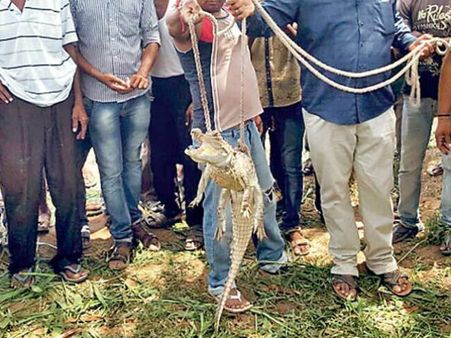 જુવાર વાઢતા મહિલાના હાથમાં આવ્યો મગર 