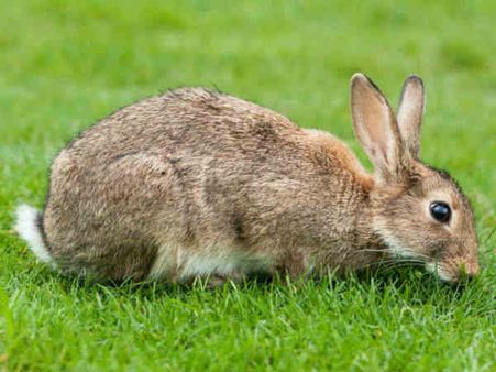 સસલું સસલું