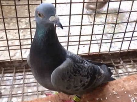 શંકાસ્પદ કબૂતર મૃત હાલતમાં મળી આવ્યા