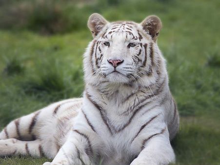 અનેક પ્રજાતિ