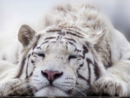 સફેદ વાધ 