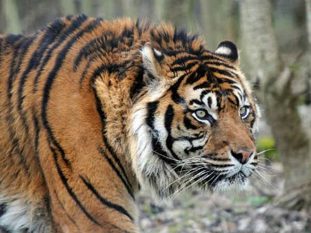 સ્પીડમાં એક્કો