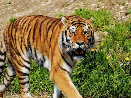 રાષ્ટ્રિય પ્રાણી