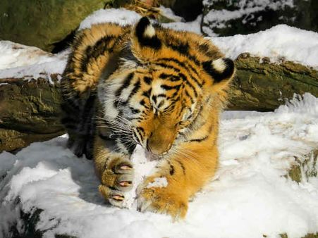 ટાઇગોંસ 