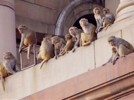 વાંદરોઓ અને સંસદ 